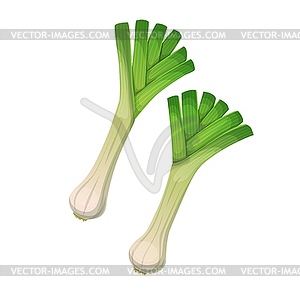 Garden leek onion vegetables with leaves - vector clipart / vector image