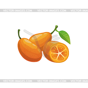 Kumquat exotic citrus fruit food snack - vector image