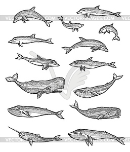 Набор эскизов китов, дельфинов и нарвалов - черно-белый векторный клипарт