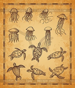 Vintage map elements, jellyfish, turtle sketches - vector clip art