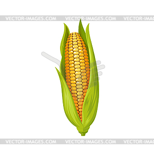 Yellow maize with leaves corncob corn cob - vector clipart