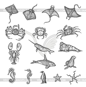 Manta ray, stingray, crab lobster, seahorse sketch - vector clipart