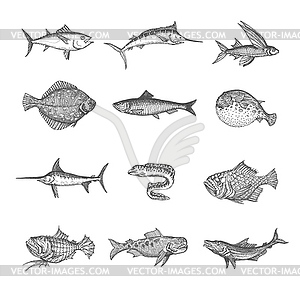 Sea and ocean fish sketches - vector image