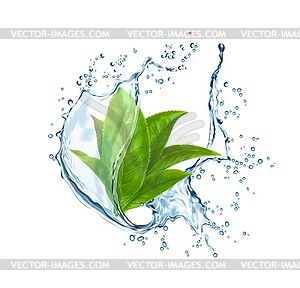 Green tea leaves in water splash - vector image