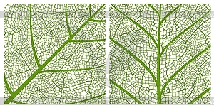 Green leaf texture pattern background with veins - vector image