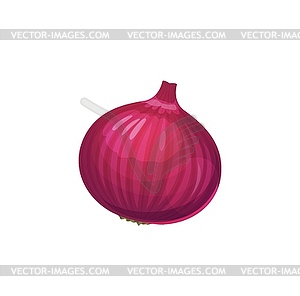 Raw red onion, purple shallot bulb - vector clipart