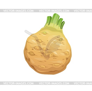 Raw celery root vegetable, fresh celeriac - vector image