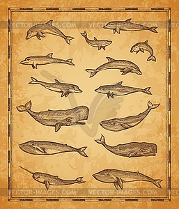 Vintage map elements, whale and sperm whale fishes - vector image