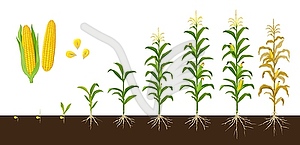 Стадии роста кукурузы кукуруза, овощное культурное растение - иллюстрация в векторе