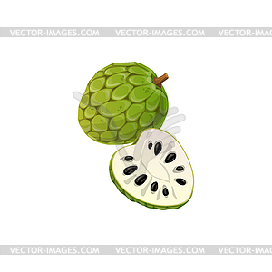 Tropical fruit cherimoya or custard apple - vector image