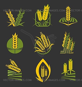 Cereal ears, spikes. Wheat, rye or barley stalks - vector clipart