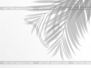 Palm leaves shadow background realistic overlay - vector clip art