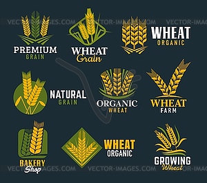 Agriculture cereal ears, spikes of wheat and rye - vector image