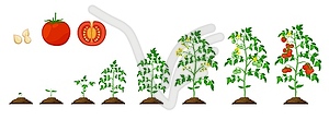 Стадия роста томатов, цикл выращивания овощных растений - иллюстрация в векторе