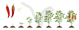 Chili pepper growth stage, vegetable plant growing - vector image