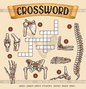 Human bones, crossword grid worksheet, find word - vector EPS clipart