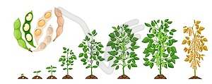 Стадии роста сои, выращивание овощных растений сои - графика в векторе