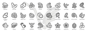 Nuts outline icons, seeds and beans, organic food - vector clip art