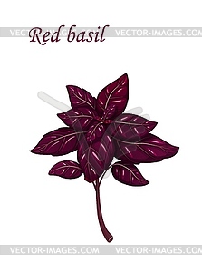 Red basil, herb seasoning and spice flavoring - vector image