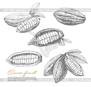 Эскиз какао, бобы шоколада или какао-растения - векторная иллюстрация