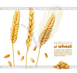 Cereal ears spikelets, wheat, oat or barley spikes - vector clipart / vector image