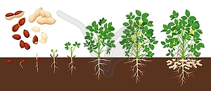 Peanut growth stages, groundnut timeline - vector image