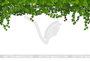 Green ivy lianas with leaves border line - vector image