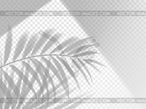 Palm leaves shadow background overlay, template - vector clipart