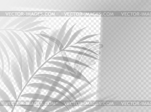 Наложение фона тени пальмовых листьев, реалистичное - клипарт