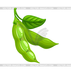 Ripe soybeans pod with green leaf - vector clipart / vector image