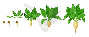 Sugar beet grow, vegetable germination stages - vector clipart / vector image