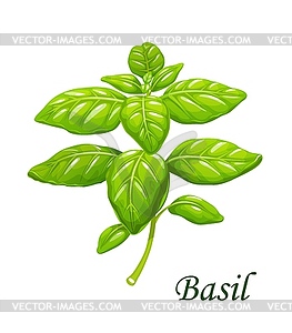 Basil greenery, garden spices - vector clipart
