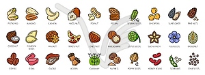 Nuts outline color icons, walnut, almond or cashew - vector clipart / vector image