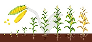 Corn maize, farm crops growth on soil stages - vector clip art