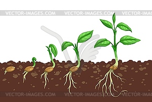 Plant growth steps, seed germination in soil - vector EPS clipart