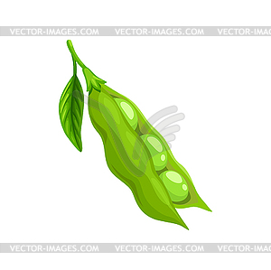 Raw soy, soybean, legume green pod - vector clipart