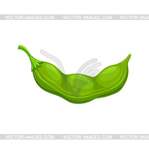 Ripe soybeans green pod - royalty-free vector image