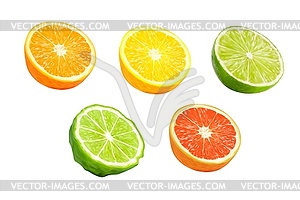 Плоды лимона, апельсина, грейпфрута и бергамота - векторное изображение EPS