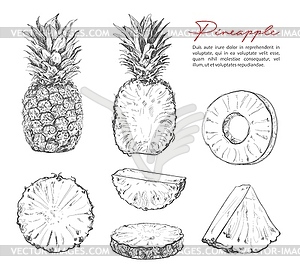 Pineapple sketch, fruit of tropical plant - color vector clipart