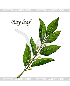 Bay leaves, herb seasoning and spice flavoring - vector clip art