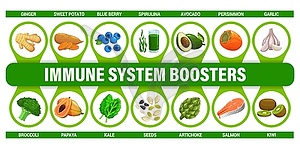 Immune system food boosters infographics chart - vector image