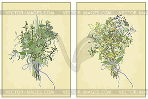 Spicy herbs. Collection of fresh herbs. spicy herbs - vector clip art