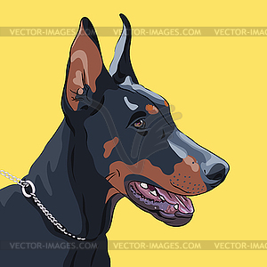 Serious dog Doberman Pinscher breed - vector image