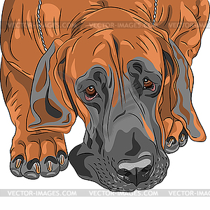 Sketch domestic dog Great Dane breed - vector clip art