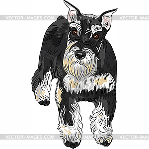 Собака породы цвергшнауцер черного и серебристого цвета - векторизованное изображение