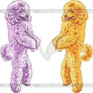 Two dogs Poodle breed standing on his hind legs - vector image