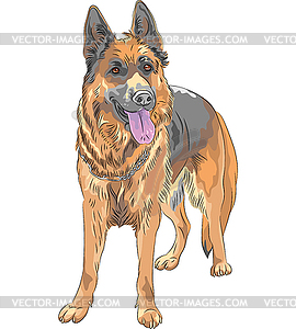 Color sketch dog German shepherd breed - vector clipart