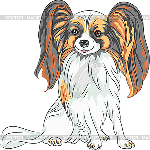 Pedigreed dog Papillon breed - vector clipart