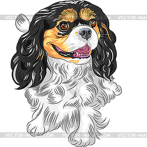 Цветной эскиз собаки Кавалер Кинг Чарльз спаниель - рисунок в векторе