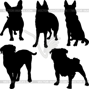 Silhouettes of different breeds of dogs in various - vector clipart